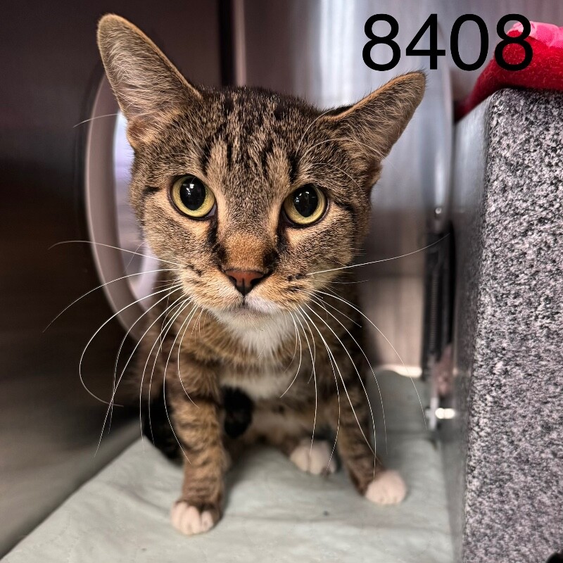Shelter Stray Female Cat last seen Near 73rd Ave N, Brooklyn Park, MN 55429, USA, 11350 89th Ave N, Maple Grove, MN 55369, USA