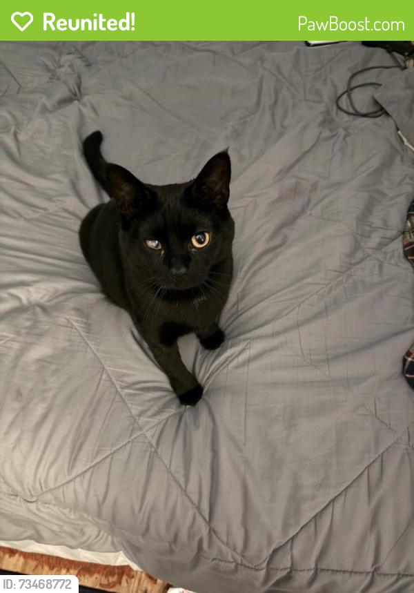 Reunited Male Cat last seen Wood Avenue, Edison, NJ 08820