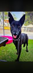 Lost Female Dog last seen Shannon View Rd and Telephone Rd, Acton, Acton, CA 93510