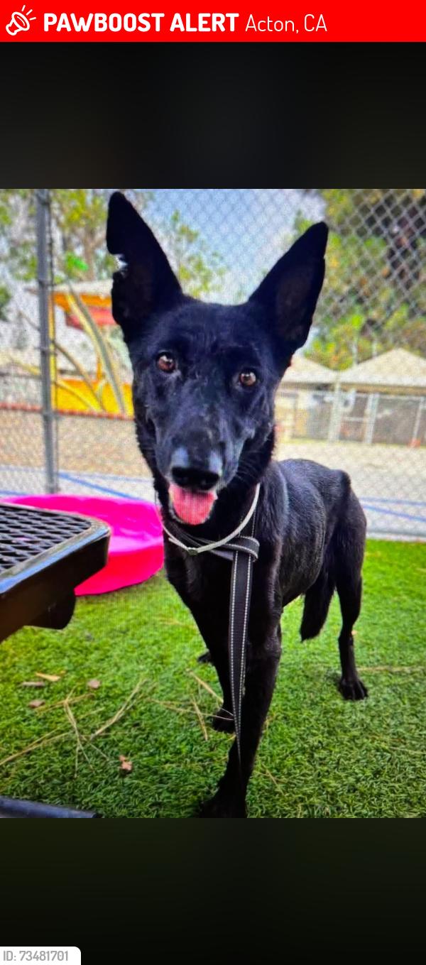 Lost Female Dog last seen Shannon View Rd and Telephone Rd, Acton, Acton, CA 93510