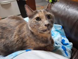Reunited Unknown Cat last seen Boston st nw elk river, Elk River, MN 55330