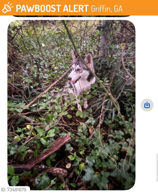 Found/Stray Unknown Dog last seen Near St and Herndon st, Griffin, GA 30223