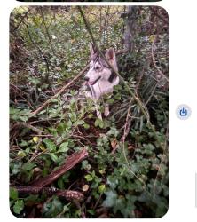 Found/Stray Unknown Dog last seen Near St and Herndon st, Griffin, GA 30223