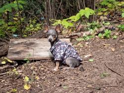 Reunited Male Dog last seen South St Paul, MN, USA, South Saint Paul, MN 55075