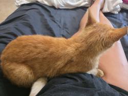 Reunited Male Cat last seen Pine Cove Neighborhood Rockledge, Rockledge, FL 32955