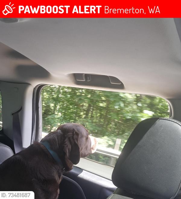 Lost Female Dog last seen N wycoff and 19th, Bremerton, WA 98312