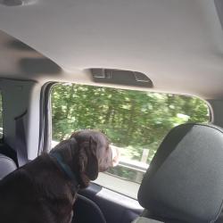 Lost Female Dog last seen N wycoff and 19th, Bremerton, WA 98312