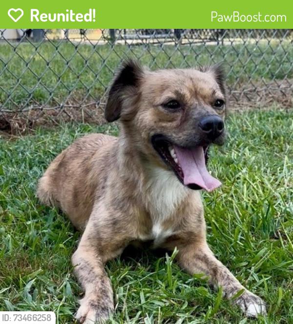 Reunited Female Dog last seen Georgia Ave and Bel Pre, Silver Spring, Aspen Hill, MD 20853