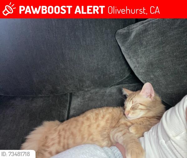 Lost Male Cat last seen Feather Boulevard, Olivehurst, CA 95961