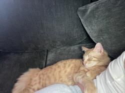 Lost Male Cat last seen Feather Boulevard, Olivehurst, CA 95961