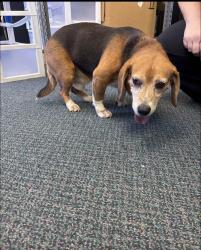 Found/Stray Male Dog last seen Johnston Health UNC hosp, Smithfield, NC 27577