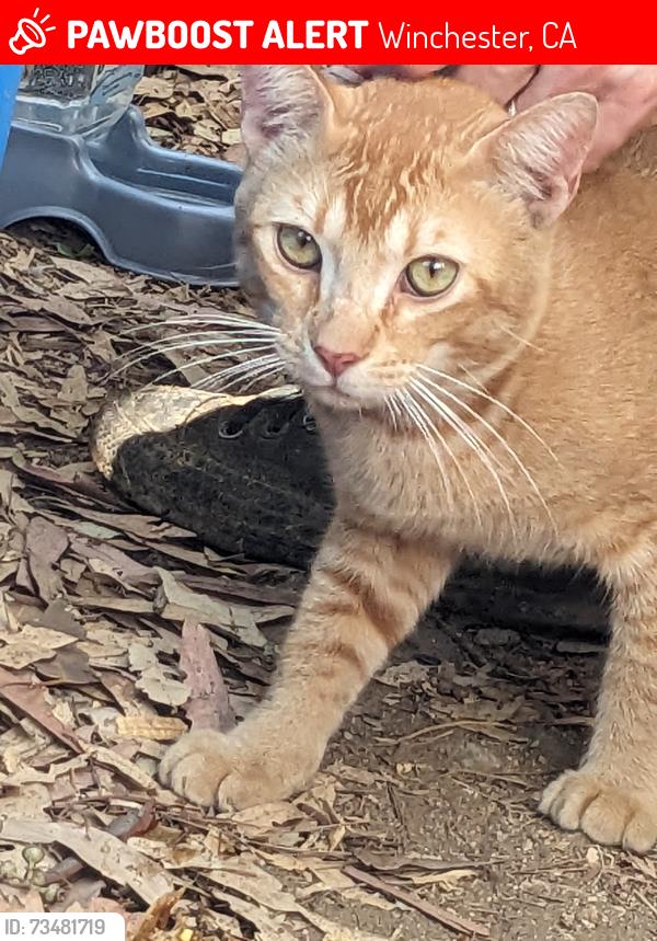 Lost Male Cat last seen Leon & Scott, Winchester, CA 92596