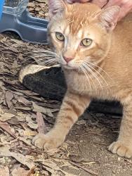 Lost Male Cat last seen Leon & Scott, Winchester, CA 92596