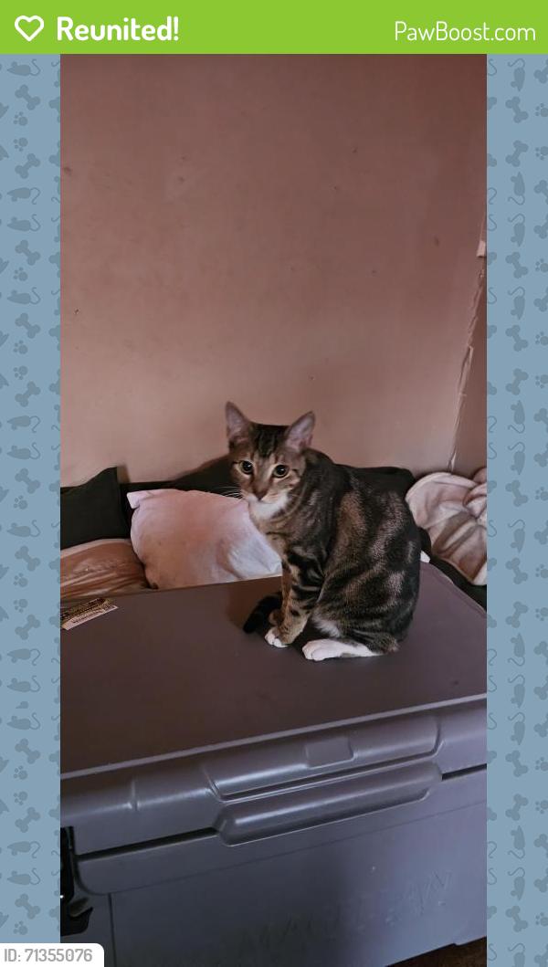 Reunited Male Cat last seen Near Wentworth, Dallas, TX 75208
