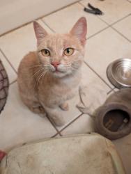 Found/Stray Female Cat last seen Grizzly flt Road & Caldor Road, Somerset, CA 95684