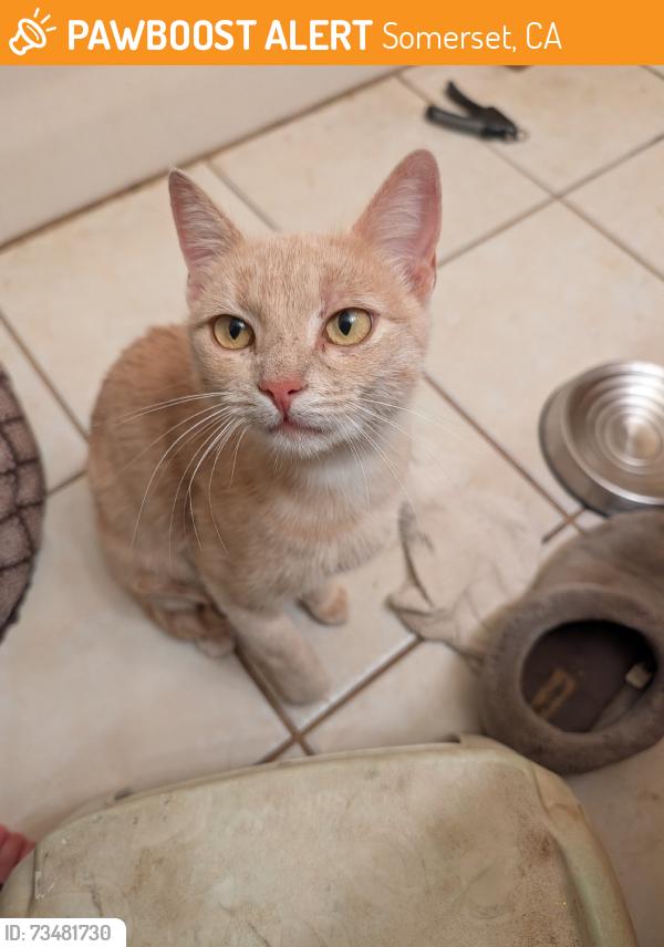 Found/Stray Female Cat last seen Grizzly flt Road & Caldor Road, Somerset, CA 95684