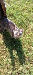Reunited Male Cat last seen Eaton Road, Greenville County, SC 29669