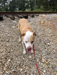 Found/Stray Male Dog last seen Wiggins Ave Pensacola, FL 32505 United States, Pensacola, FL 32505