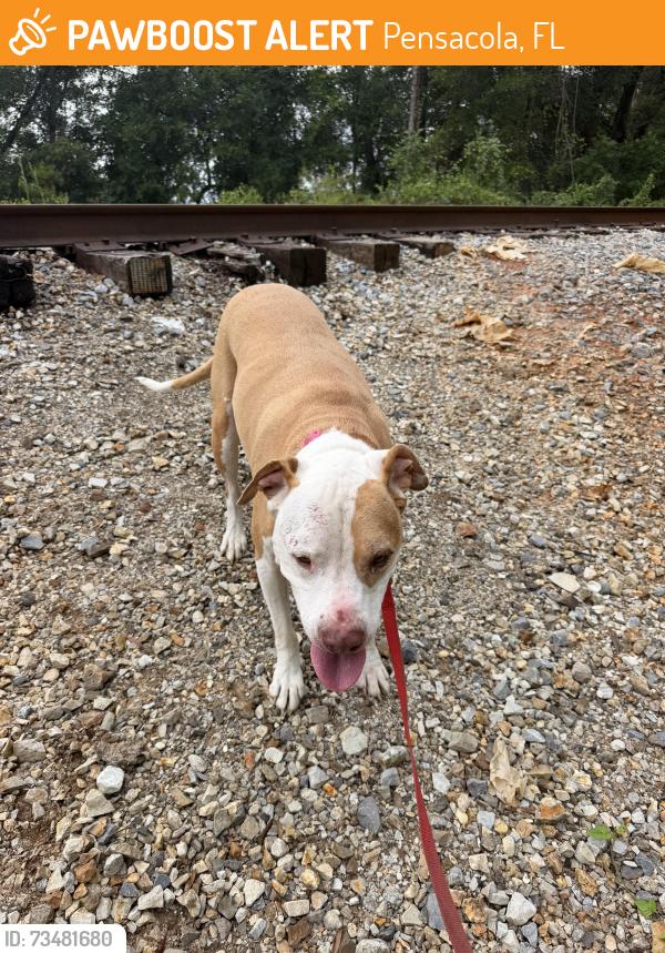 Found/Stray Male Dog last seen Wiggins Ave Pensacola, FL 32505 United States, Pensacola, FL 32505
