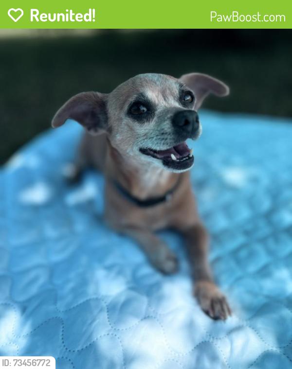 Reunited Female Dog last seen Youngs Community Harris Bridge Rd Woodruff SC, Harris Bridge Rd, SC 29388