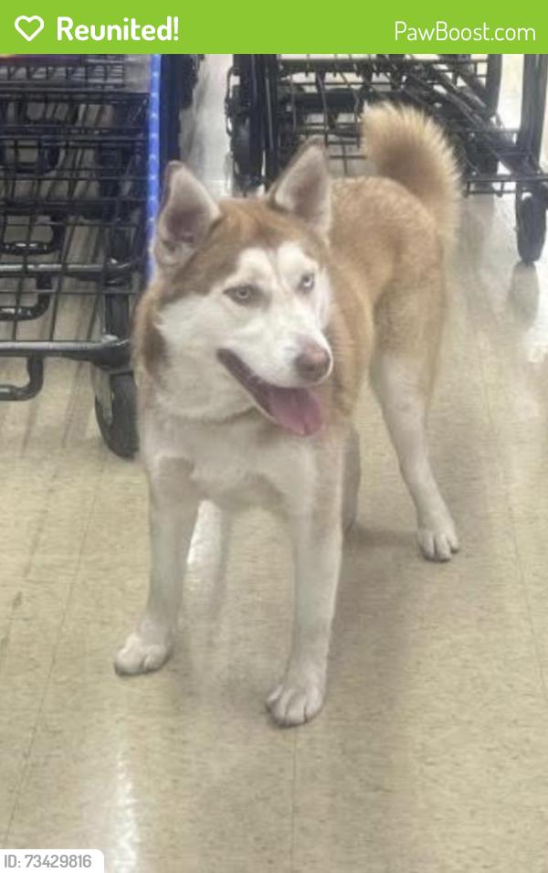 Reunited Male Dog last seen N Meyer St, San Fernando, CA 91340, USA, San Fernando, CA 91340