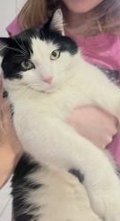 Lost Male Cat last seen Bayview Ave. and Dariole Dr., Richmond Hill, ON L4E 5B6