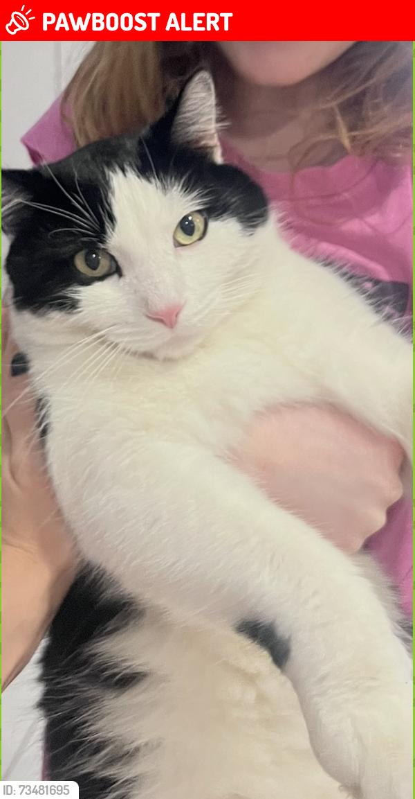 Lost Male Cat last seen Bayview Ave. and Dariole Dr., Richmond Hill, ON L4E 5B6