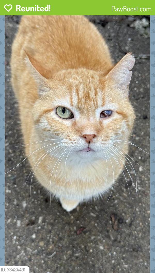 Reunited Male Cat last seen Duke Animal hosp, Chicago, IL 60613