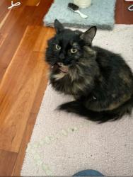 Lost Female Cat last seen Coles Hill Road, Wells, ME 04090