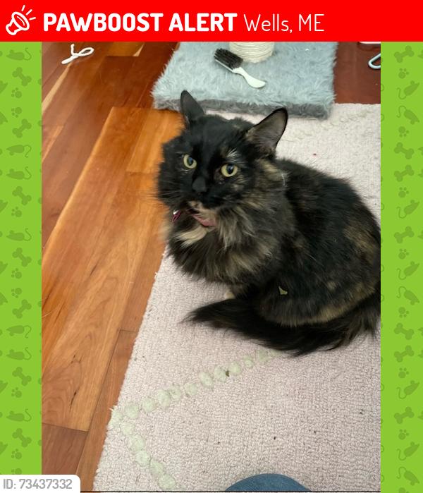 Lost Female Cat last seen Coles Hill Road, Wells, ME 04090