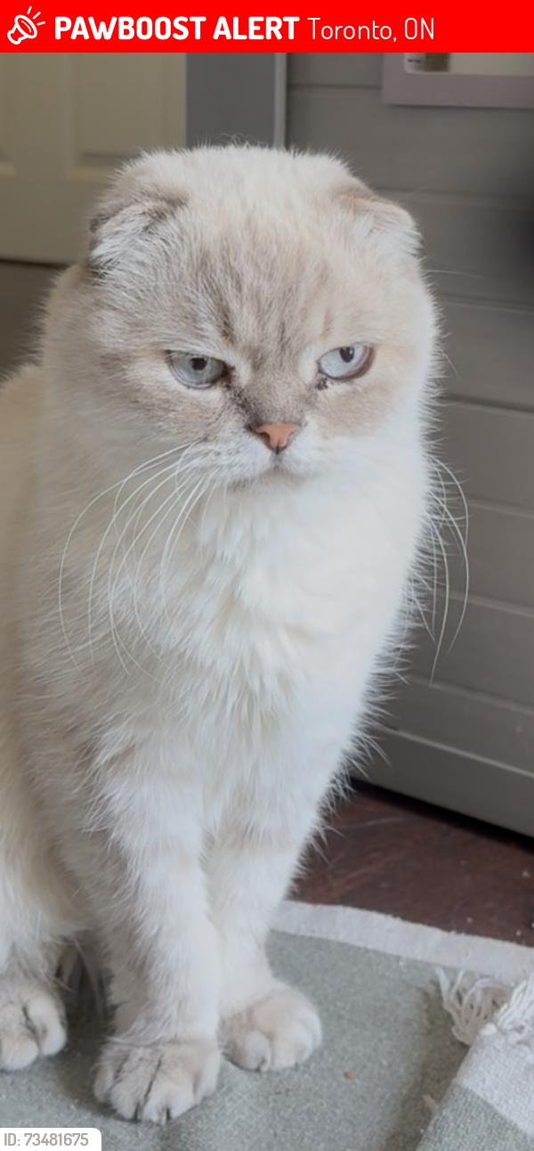 Lost Male Cat last seen Laurentide Drive & Spinney court, Toronto, ON 