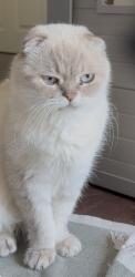 Lost Male Cat last seen Laurentide Drive & Spinney court, Toronto, ON 