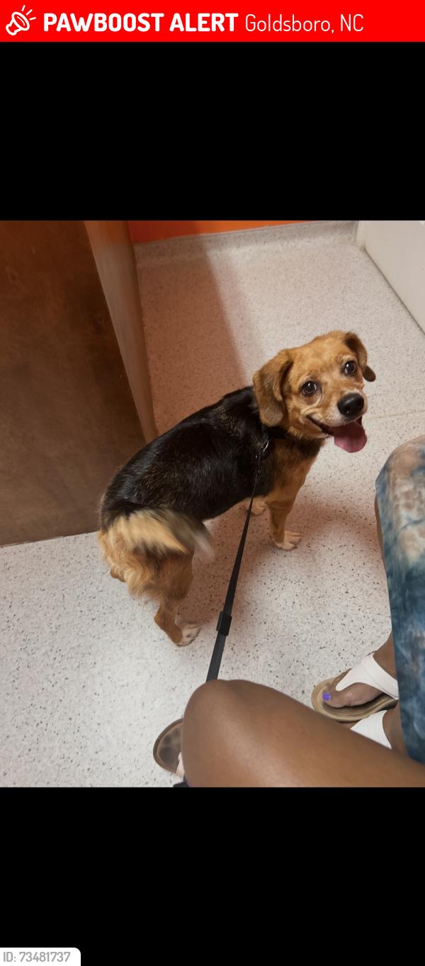 Lost Female Dog last seen Heron Creek Neighborhood, Goldsboro, NC 27534