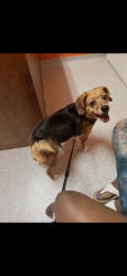 Lost Female Dog last seen Heron Creek Neighborhood, Goldsboro, NC 27534