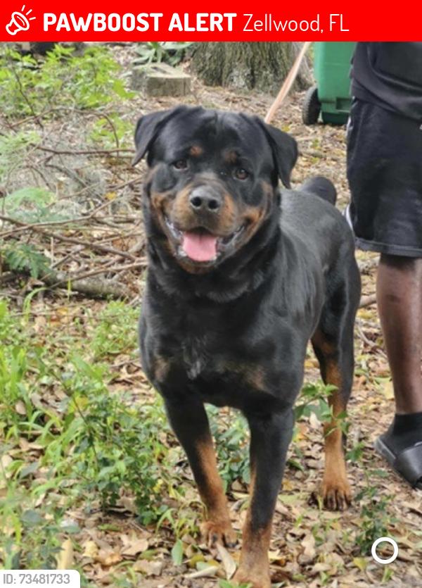 Lost Male Dog last seen Holly court, Zellwood, FL 32798