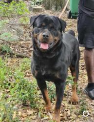 Lost Male Dog last seen Holly court, Zellwood, FL 32798