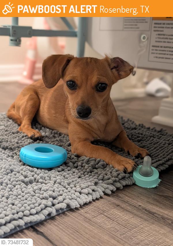 Found/Stray Female Dog last seen Near, Rosenberg, TX 77469