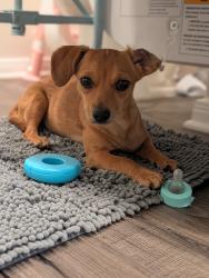 Found/Stray Female Dog last seen Near, Rosenberg, TX 77469