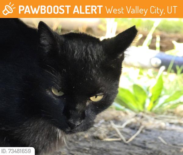 Found/Stray Male Cat last seen Lehi drive and Brock St, West Valley City, UT 84119