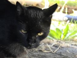 Found/Stray Male Cat last seen Lehi drive and Brock St, West Valley City, UT 84119