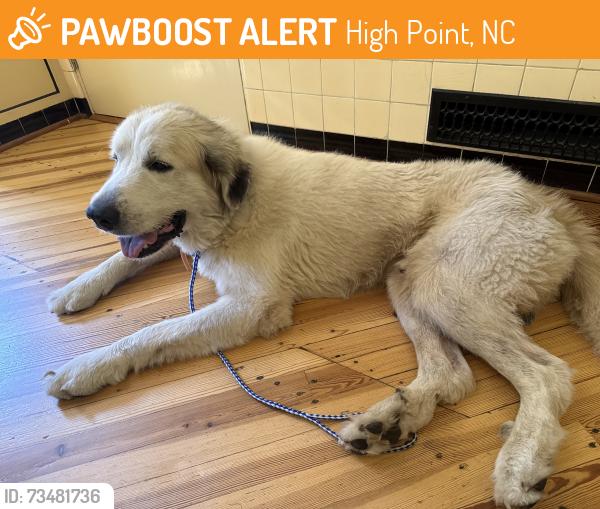 Found/Stray Male Dog last seen Rockford at Ferndale, High Point, NC 27262