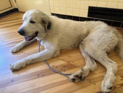 Found/Stray Male Dog last seen Rockford at Ferndale, High Point, NC 27262
