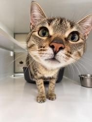 Shelter Stray Female Cat last seen , 593 Fairview Ave N, St Paul, MN 55104, USA