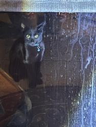 Reunited Male Cat last seen Cedar and Lambert, El Monte, CA 91732