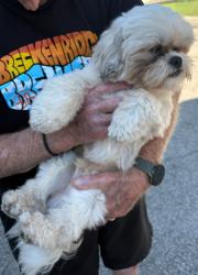 Reunited Male Dog last seen Sandalwood Dr, New Braunfels, TX 78130