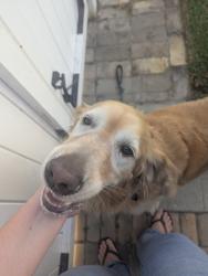 Reunited Unknown Dog last seen Wardlow and Greenbrier, 90808, Long Beach, CA 90808
