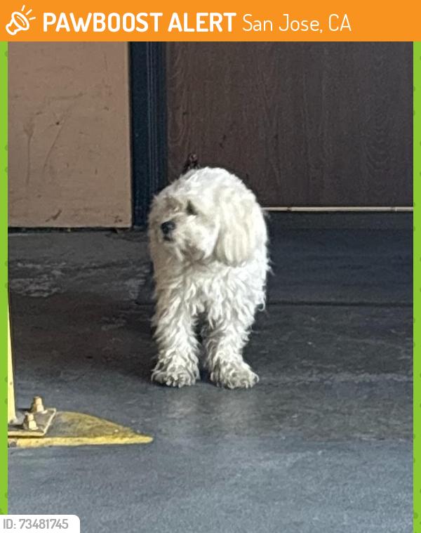 Found/Stray Unknown Dog last seen Timothy dr and Mabury rd, San Jose, CA 95133