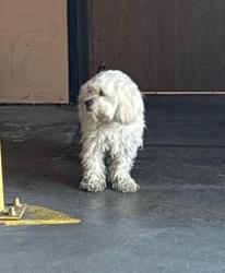 Found/Stray Unknown Dog last seen Timothy dr and Mabury rd, San Jose, CA 95133