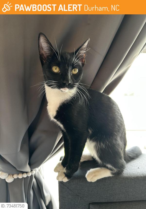 Found/Stray Female Cat last seen Parking lot of building 9, Durham Tech main campus. Cooper St and Bacon, Durham, NC 27703