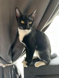 Found/Stray Female Cat last seen Parking lot of building 9, Durham Tech main campus. Cooper St and Bacon, Durham, NC 27703
